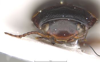 Media type: image;   Entomology 6026 Aspect: head frontal view